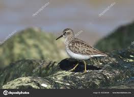 Image result for Calidris minutilla