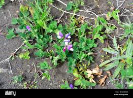 Attēlu rezultāti vaicājumam “Lathyrus japonicus subsp. maritimus leaf”