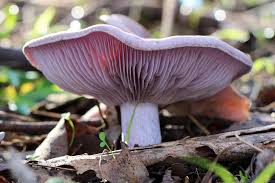 Attēlu rezultāti vaicājumam “Collybia sp.”