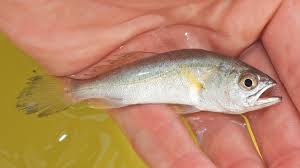 Image result for Cynoscion regalis