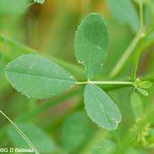 Attēlu rezultāti vaicājumam “Melilotus officinalis leaf”