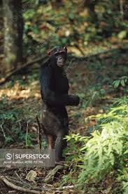 Attēlu rezultāti vaicājumam “Troglodytes troglodytes adult”