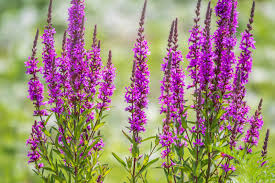 Attēlu rezultāti vaicājumam “Lythrum salicaria flower”
