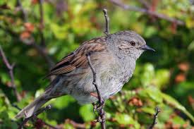 Attēlu rezultāti vaicājumam “Prunella modularis”