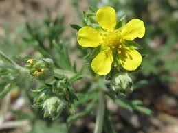 Attēlu rezultāti vaicājumam “Potentilla argentea”