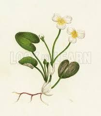 Attēlu rezultāti vaicājumam “Hydrocharis morsus-ranae flower”