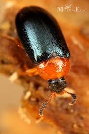 Attēlu rezultāti vaicājumam “Tetratoma fungorum”