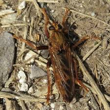 Attēlu rezultāti vaicājumam “Asilus crabroniformis”