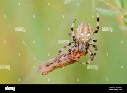 Attēlu rezultāti vaicājumam “Araneus quadratus female”