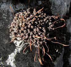 Attēlu rezultāti vaicājumam “Dicranum scoparium sporophyte”