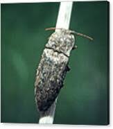 Attēlu rezultāti vaicājumam “Agrypnus murinus”