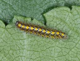 Attēlu rezultāti vaicājumam “Callimorpha dominula larva”