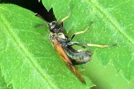 Attēlu rezultāti vaicājumam “Arge ustulata”