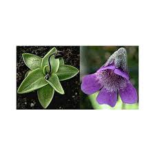 Attēlu rezultāti vaicājumam “Pinguicula vulgaris fruit”