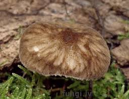 Attēlu rezultāti vaicājumam “Pluteus umbrosus”