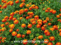 Attēlu rezultāti vaicājumam “Tagetes”