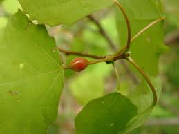 Attēlu rezultāti vaicājumam “Contarinia petioli”