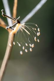 Attēlu rezultāti vaicājumam “Chrysopa eggs”