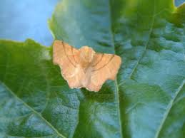 Attēlu rezultāti vaicājumam “Ennomos erosaria”