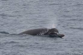 Image result for Hyperoodon ampullatus