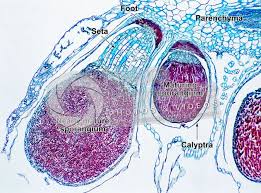 Attēlu rezultāti vaicājumam “Leiocolea rutheana sporophyte”