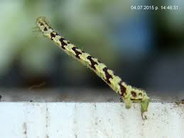 Attēlu rezultāti vaicājumam “Eupithecia sinuosaria”