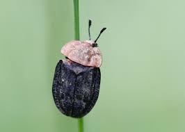 Attēlu rezultāti vaicājumam “Oiceoptoma thoracicum”