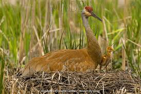 Attēlu rezultāti vaicājumam “Grus grus nest”
