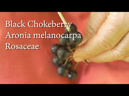 Attēlu rezultāti vaicājumam “Aronia melanocarpa fruit”