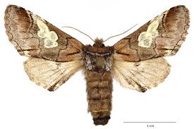 Attēlu rezultāti vaicājumam “Diloba caeruleocephala”