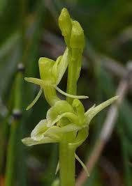 Attēlu rezultāti vaicājumam “Liparis loeselii flower”