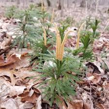 Attēlu rezultāti vaicājumam “Lycopodium dubium”