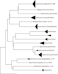 Attēlu rezultāti vaicājumam “Epermenia falciformis”