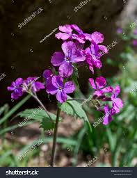 Attēlu rezultāti vaicājumam “Lunaria annua flower”