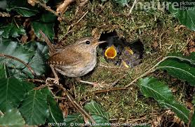 Attēlu rezultāti vaicājumam “Troglodytes troglodytes nest”