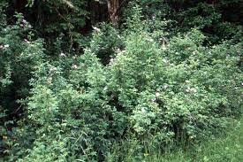 Attēlu rezultāti vaicājumam “Cribraria rubiginosa”