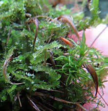 Attēlu rezultāti vaicājumam “Barbilophozia attenuata”