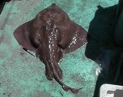 Image result for Amblyraja radiata