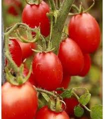 Afbeeldingsresultaat voor principe borghese tomato