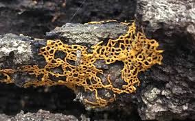 Attēlu rezultāti vaicājumam “Hemitrichia serpula”