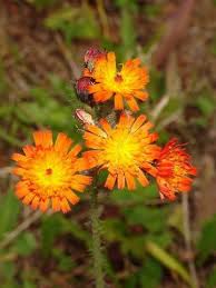 Image result for Hieracium aurantiacum