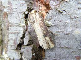 Attēlu rezultāti vaicājumam “Axylia putris”