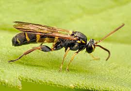 Attēlu rezultāti vaicājumam “Ichneumonidae”