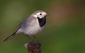Attēlu rezultāti vaicājumam “Motacilla alba adult”