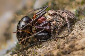 Attēlu rezultāti vaicājumam “Camponotus herculeanus”