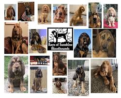Image result for Carlisle BloodHounds