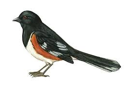 Image result for Pipilo erythrophthalmus