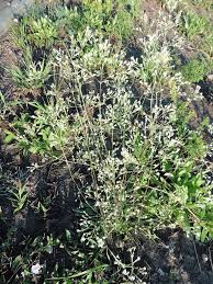 Attēlu rezultāti vaicājumam “Silene wolgensis”