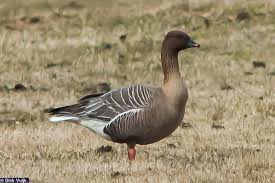 Attēlu rezultāti vaicājumam “Anser brachyrhynchus adult”