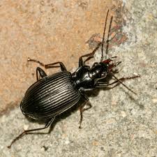 Attēlu rezultāti vaicājumam “Limodromus assimilis”